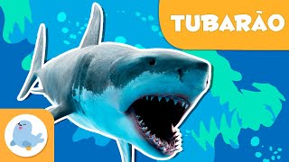 O tubarão 🦈 Animais para crianças 🌊 Episódio 8 [upl. by Eladnyl]