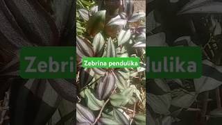 Zebrina Pendulika  Show Plant  Blue Colour Show Plant  Motivational Quotes  plants zebrina [upl. by Alejandra]