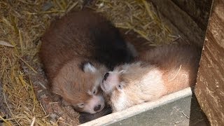 Red panda cubs at Auckland Zoo [upl. by Nivag461]