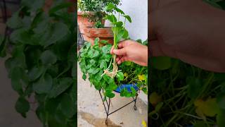 How to propagate pennywort in water shorts youtube gardening shortsfeed pennywort [upl. by Bamberger157]