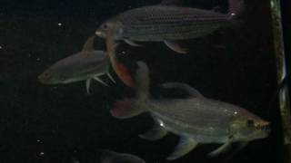 Monsterfish MFK Community African Tiger Fish Goliath ATF Vittatus ATF [upl. by Luap]