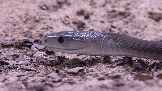 This is the fastest snake in the world  Amazing facts about black mambas [upl. by Trin273]