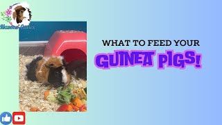 What can you feed your guinea pigs Green beans [upl. by Ennaylime]