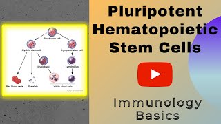 Pluripotent hematopoietic stem cells  Stem Cells  Genesis Academy [upl. by Nicoli840]