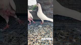 Shivam Nahar Pigeon Farm 4 JODY PUNJABI MALWAI KABOOTAR FOR SALE WHATSAPP 9646754608 [upl. by Suzy]