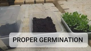 PROPER SEED GERMINATION HOW IT GROWS [upl. by Egroj]