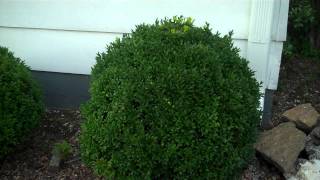 Evergreen Hedge For Sale [upl. by Kcirrag]