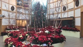 Cleveland Botanical Garden Christmas Tree Display [upl. by Primaveria]