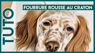 Tuto dessin dessiner de la fourrure rousse au crayon de couleur [upl. by Queridas]