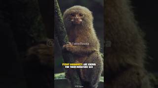 Pygmy Marmoset  Smallest Primate in The World Shorts [upl. by Ejroj]