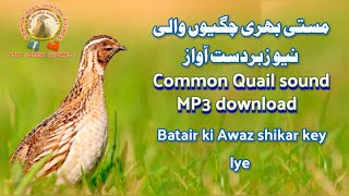 Batair ki all vellum  Batair ki Awaz mp3 download quail [upl. by Tadeo]