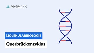 Querbrückenzyklus  Biochemie  Physiologie  AMBOSS Video [upl. by Kennie]