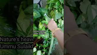 🤩 My Happiness 😊 pleasesubscribemychannel garden new plants gardening diy flowers fyp [upl. by Hazeghi497]