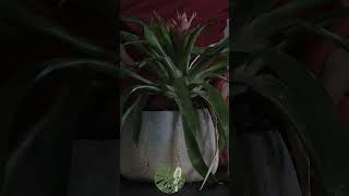 Soothing Guzmania Lingulata ASMR Drift Away with Natures Gentle Touches for Deep Relaxation [upl. by Powel374]