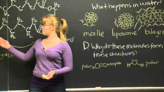 Lipids Carbohydrates and Nucleic Acids Practice Problem  MIT 701SC Fundamentals of Biology [upl. by Noremmac107]