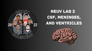 NEUV Lab 2  CSF Meninges and Ventricles [upl. by Josiah]