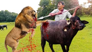 The Lion Attacked Both The Buffalo And The  Man In The Forest [upl. by Orenid]