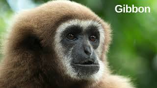 Gibbons are apes in the family Hylobatidae [upl. by Elsa37]