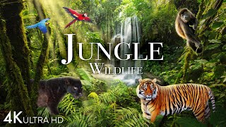 Jungle Wildlife In 4K  Animals That Call The Jungle Home  Rainforest  Scenic Relaxation Film [upl. by Wavell836]