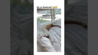 out of contexts cats and dogs part 57 funny funnypets pets cat dog petvideos animals kitten [upl. by Emerson824]