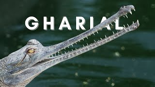 Gharial  Gavial  Fisheating Crocodile  Animals  No Copyright Video [upl. by Svirad427]