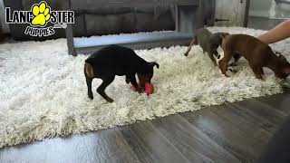 Playful Miniature Pinscher Puppies [upl. by Dorraj]