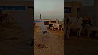 scnz Kuch aisay hai music music love arabic топ cow beautifulnasheed arabicmusic animals [upl. by Aitram]