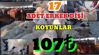 17 adet erkek dişi koyunlar 107₺  Çubuk canlı hayvan pazarı büyükbaş ve küçükbaş fiyatları [upl. by Trilby]