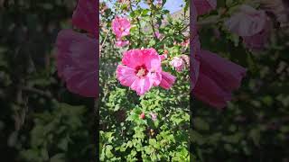 honey bee foraging on hibiscus and folowe by bumble bee bees foraging bumble bee [upl. by Goodrich]