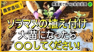 【そら豆栽培】大苗になった時の対処法とアブラムシ対策【有機農家直伝！無農薬で育てる家庭菜園】 23119 [upl. by Reldnahc621]