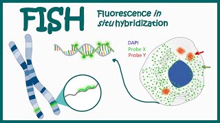 Fluorescence In Situ Hybridization FISH  Application of FISH  Clinical relevance of FISH [upl. by Ybocaj]