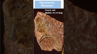 Ca 14 Millionen Jahre alte Lebewelt im Sinter erhalten [upl. by Lorola]