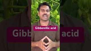 Gibberellic acid  Use in Agricultural Crops Gibberellicacid gibberellin abidaliagrarian farming [upl. by Emoryt]