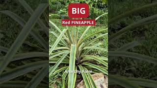 Rare Red Pineapple Plant Ananas comosus var veriegatus shorts [upl. by Ahdar]