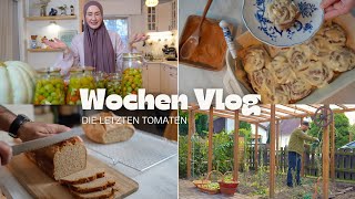 Unsere letzte Tomaten Ernte  Vollkorn Zimtschnecken erster versuch  VLOG [upl. by Paver]