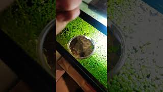 Duckweed feed easier [upl. by Kenleigh883]