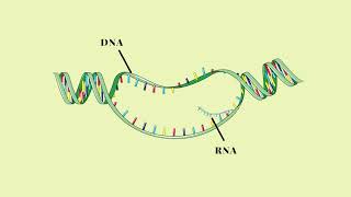 Trascrizione del DNA  Pillole di Scienza [upl. by Green]