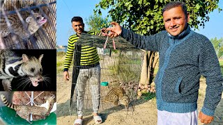 Indian Civet  Bahoot Dangerous Animal ko Azad kr dia [upl. by Waddell]