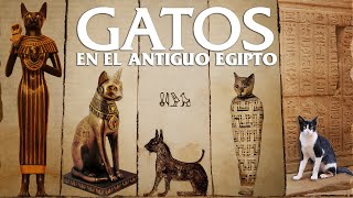 GATOS en el ANTIGUO EGIPTO ¿Cómo eran ¿Se consideraban dioses ¿Había veterinarios [upl. by Gilletta]