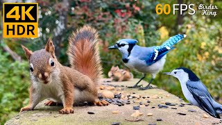 Cat TV for Cats to Watch 😺 Unlimited Birds Chipmunks Squirrels 🐿 8 Hours 4K HDR 60FPS [upl. by Adelbert]