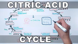 Citric Acid Cycle  Krebs Cycle [upl. by Notnef]