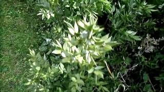 Butchers Broom or Knee Holly Ruscus aculeatus [upl. by Adnohsak]