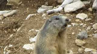 La marmotta sentinella fischia [upl. by Bush378]