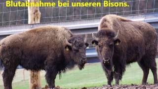 Blutabnahme bei unseren Bisons [upl. by Akirrehs]