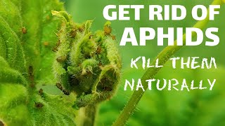 how to get rid of aphids  the best natural ways to kill aphids [upl. by Tereve]