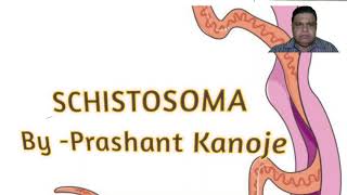 Schistosoma Life Cycle Of Schistosoma । Schistosomiasis ।।By  Prashant Kanoje [upl. by Metzgar]