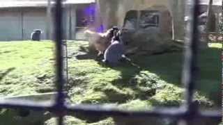 Frisky rabbit woos hardtoget chicken Strange animal behaviour 81 [upl. by Arbuckle]