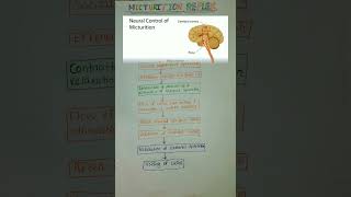 Micturition Reflex flowchart with Hindi Explanation physiology mbbs medico physio [upl. by Burtis]