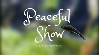 Peaceful Show Planted Aquarium [upl. by Ydnic]