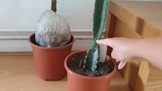 HOW TO CARE FOR YOUR CEREUS PERUVIANUS PERUVIAN CACTUS Growing Watering amp Propagation [upl. by Anat724]